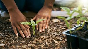 Environmental Communication